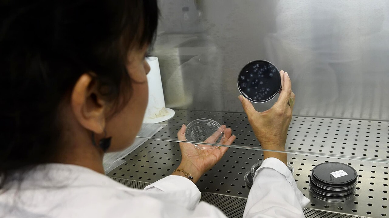 Paris, the virus that kills dormant bacteria