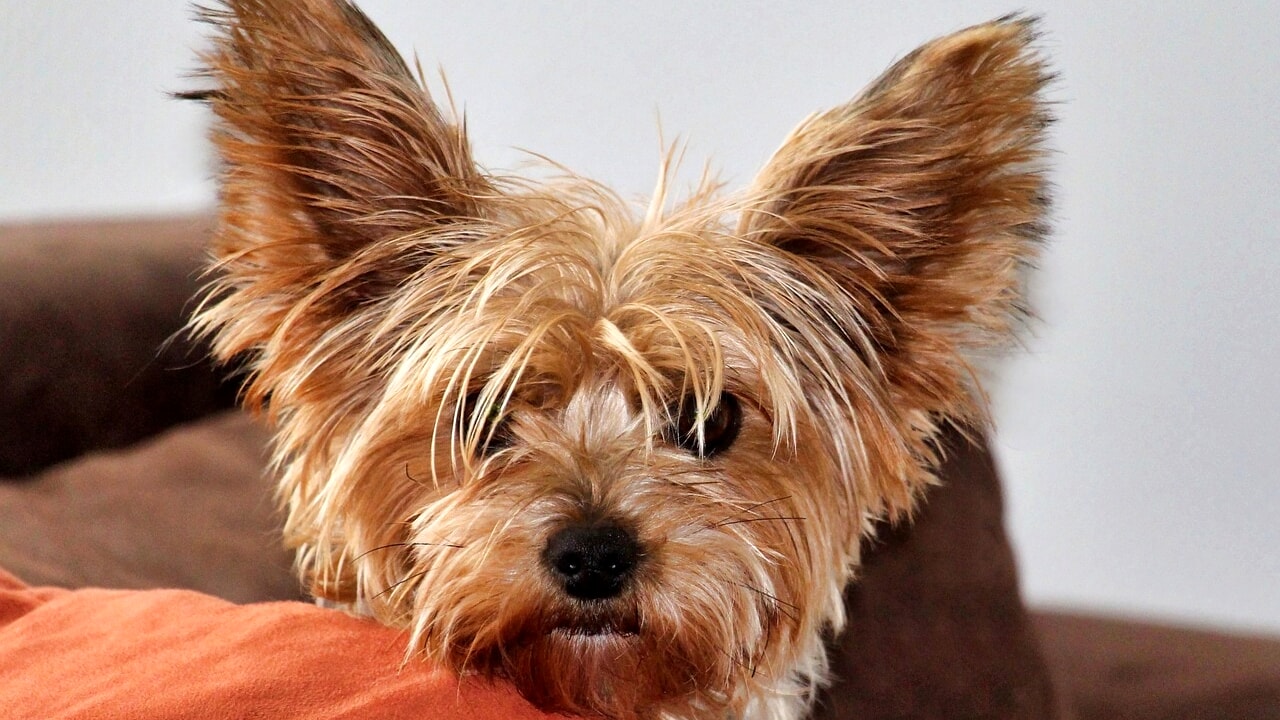 This is why small dogs tend to live longer
