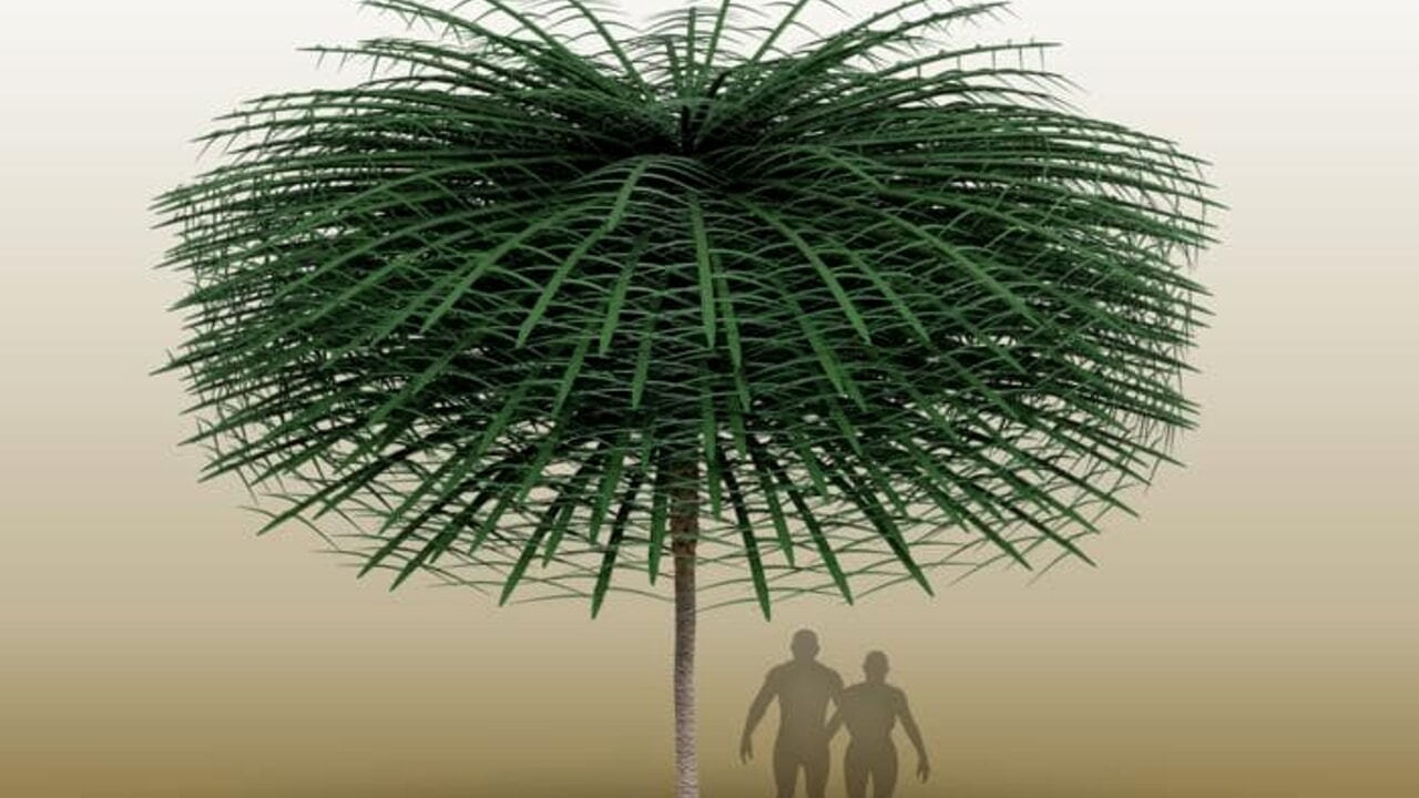 "Very strange trees", in the Paleozoic the plants had a very different shape