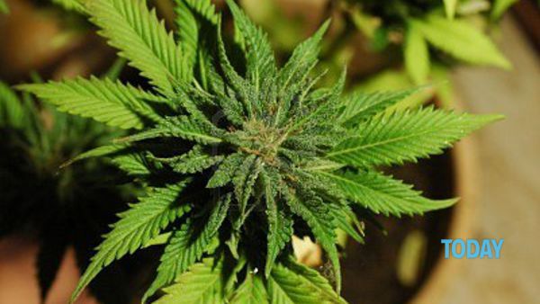 Enough petrol, cars can go "in marijuana"