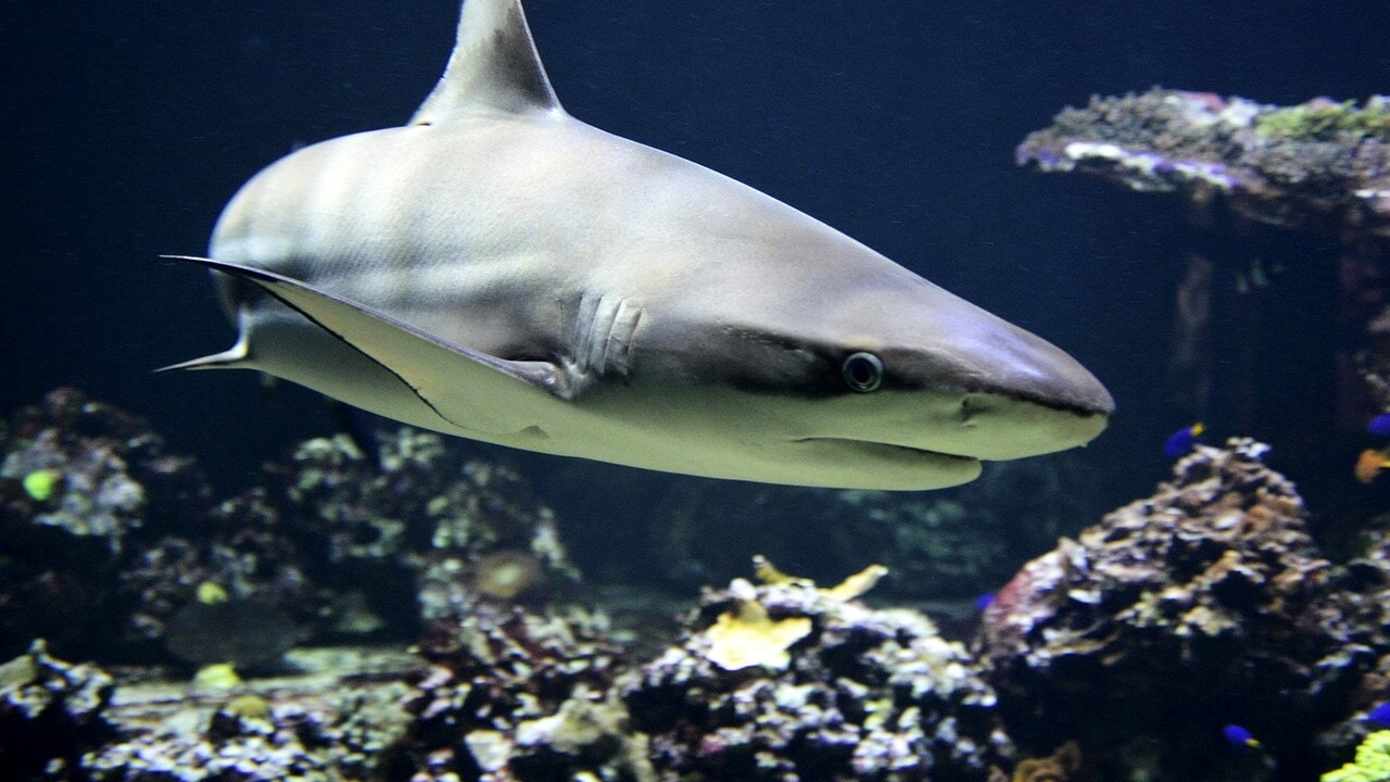 Why more and more people are dying from shark attacks