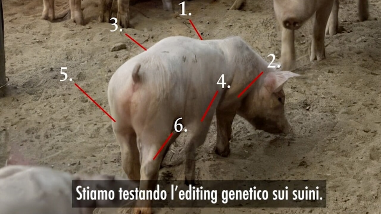 Here's who decides that we will eat six-legged pigs