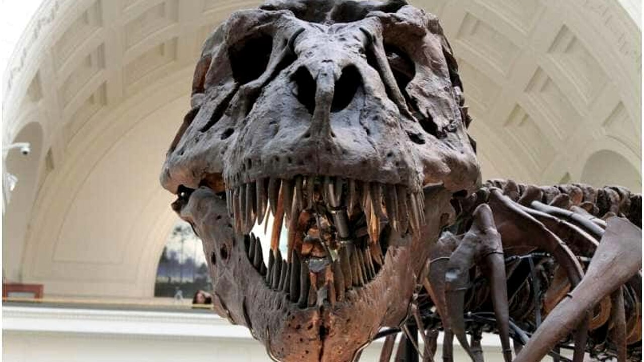 The dinosaurs were probably dumber than expected