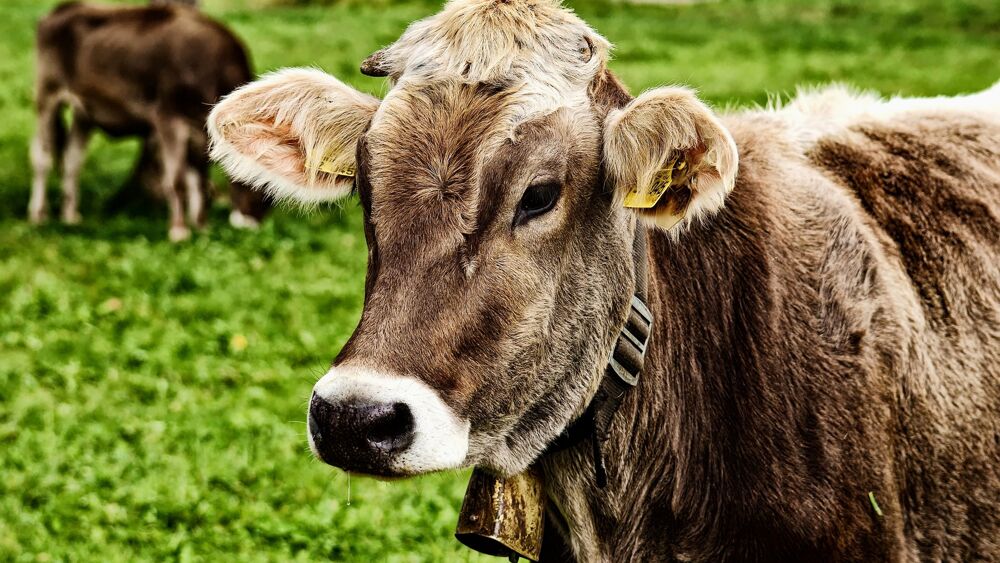 Thus a transgenic cow will save diabetes sufferers