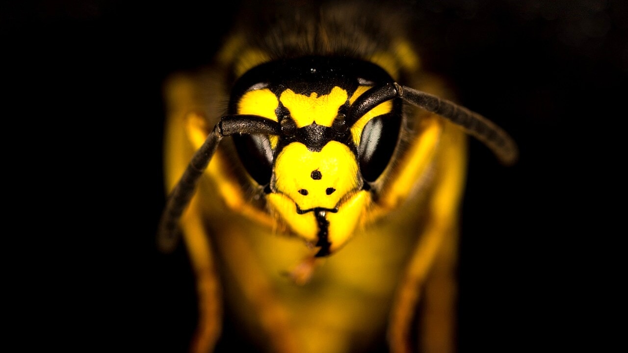 We have been unfair to the wasps: now we must protect them