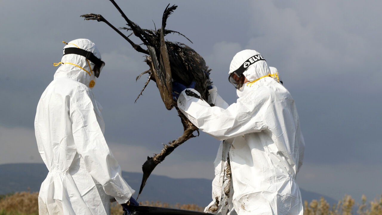 “The H5n1 virus epidemic is already more widespread than previously thought”: what we know