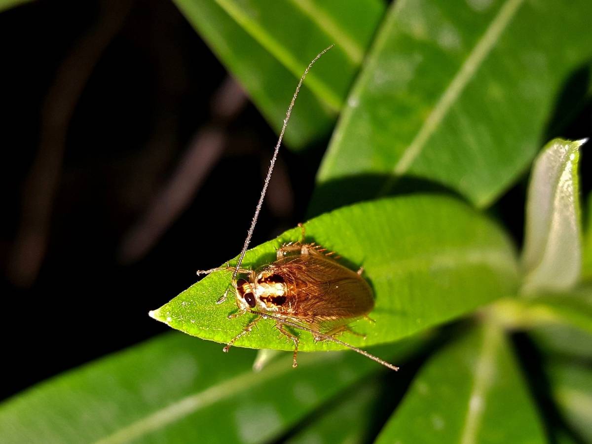 Cockroaches, because insects prefer man-made structures to nature