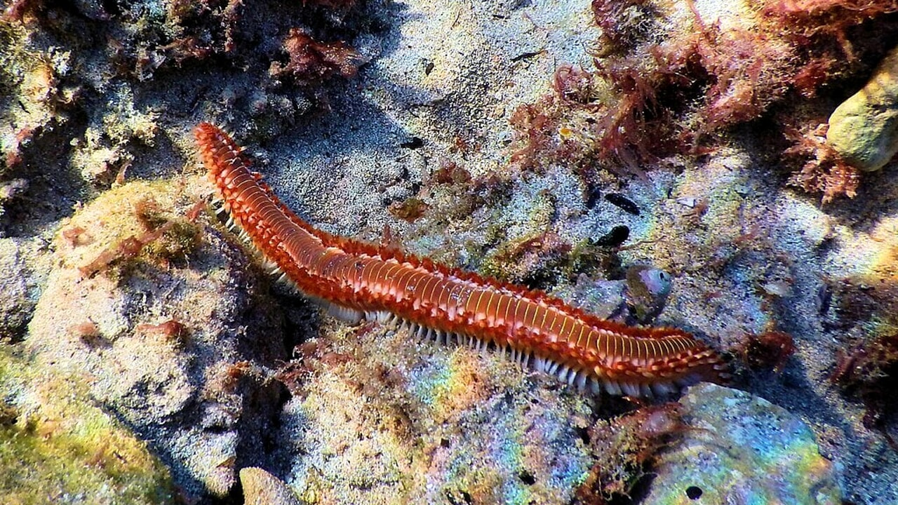 Vermocane, in the seas of Southern Italy it is an invasion: if you break them in two they regenerate