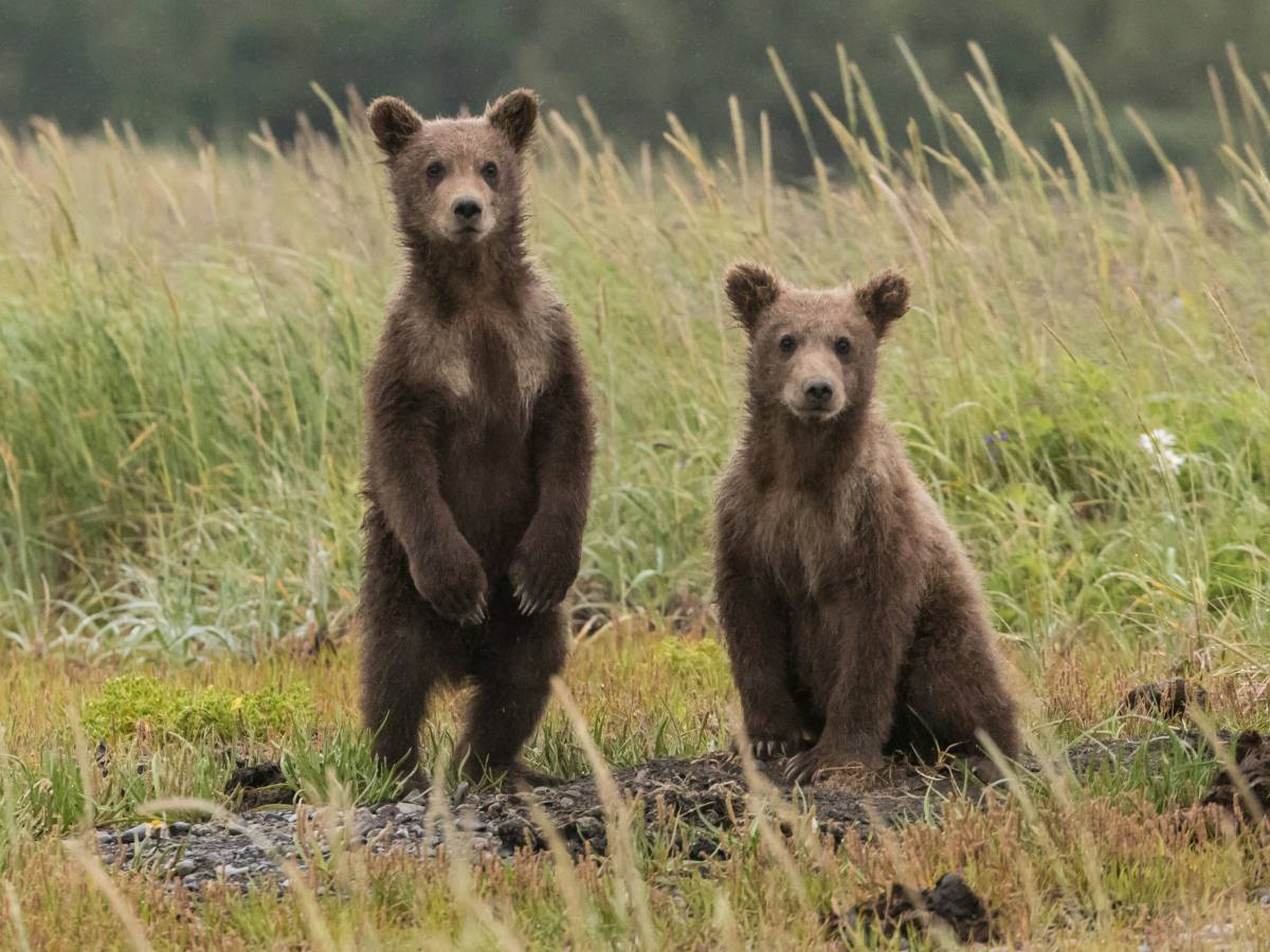 Our bear friends must be protected