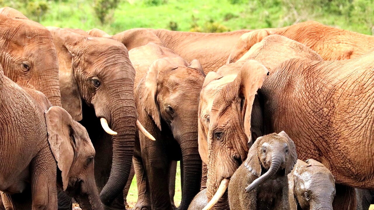 Elephants also call each other by name