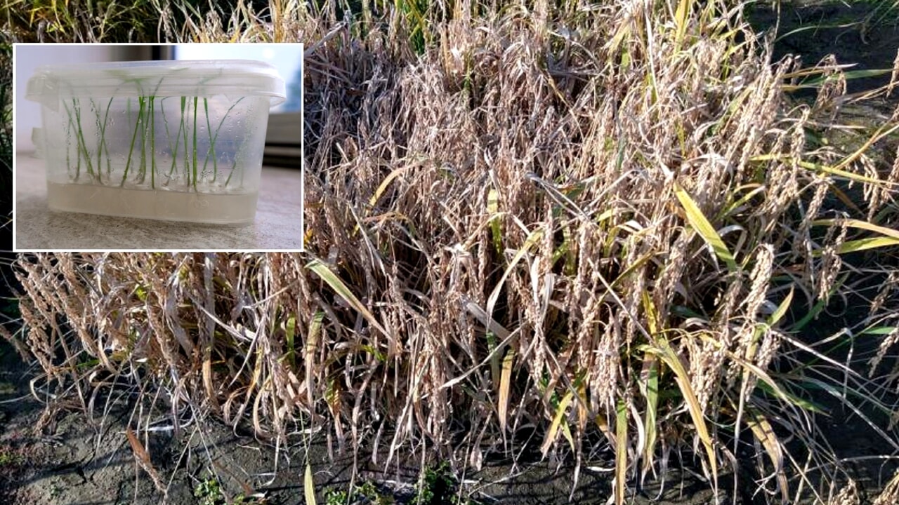 "Experimental" rice field destroyed, Chicco Testa accuses: "They are eco-terrorists"