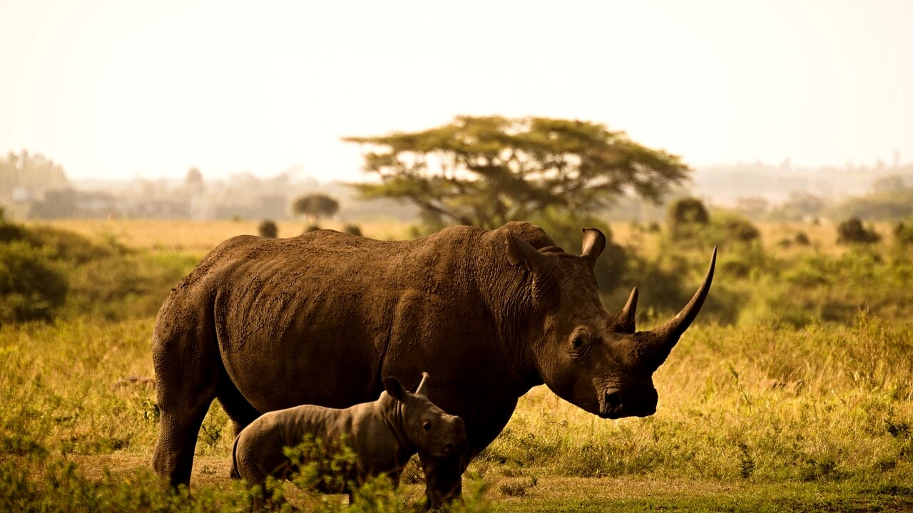 To stop poachers in South Africa they made rhino horns radioactive