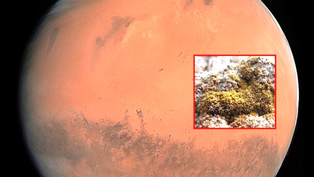 The Super Plant That Could Grow on Mars