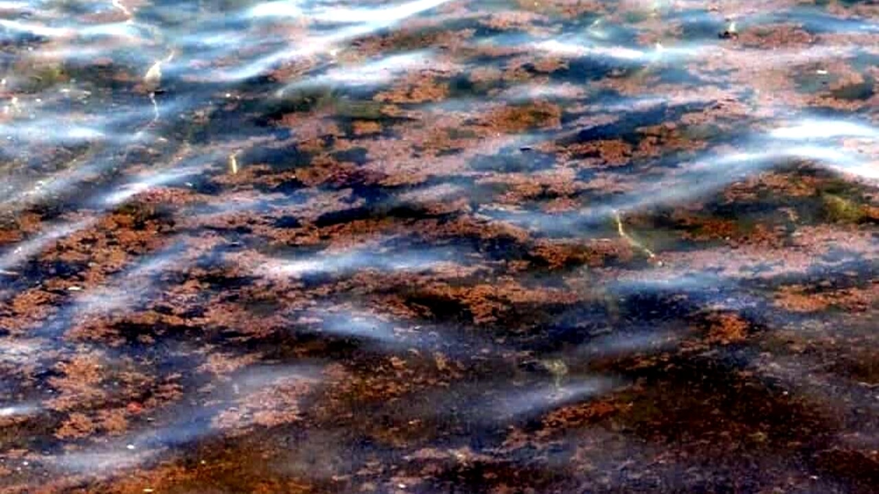The toxic algae that causes discomfort among swimmers