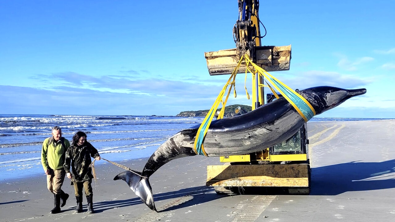 Extremely Rare Spatula-Toothed Whale Found Beached: No One Has Ever Seen One Alive