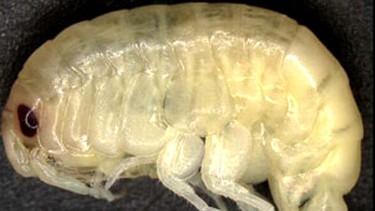 New Crustacean Discovered in Antarctica