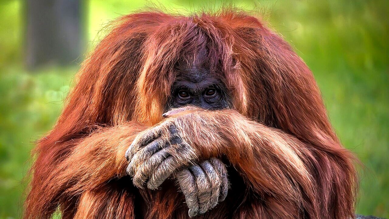 Protecting 1.2% of the Earth's landmass would be enough to prevent the next mass extinction