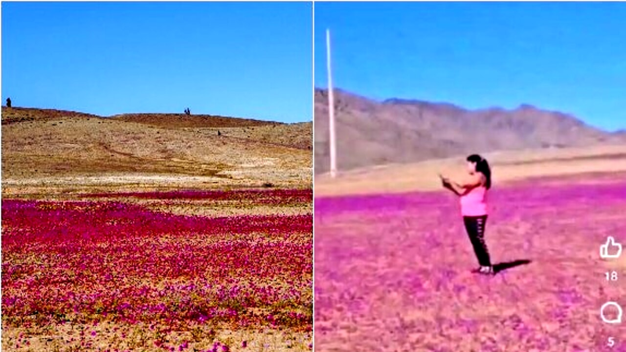 Rare flowers sprout in the desert but tourists trample them for a few likes