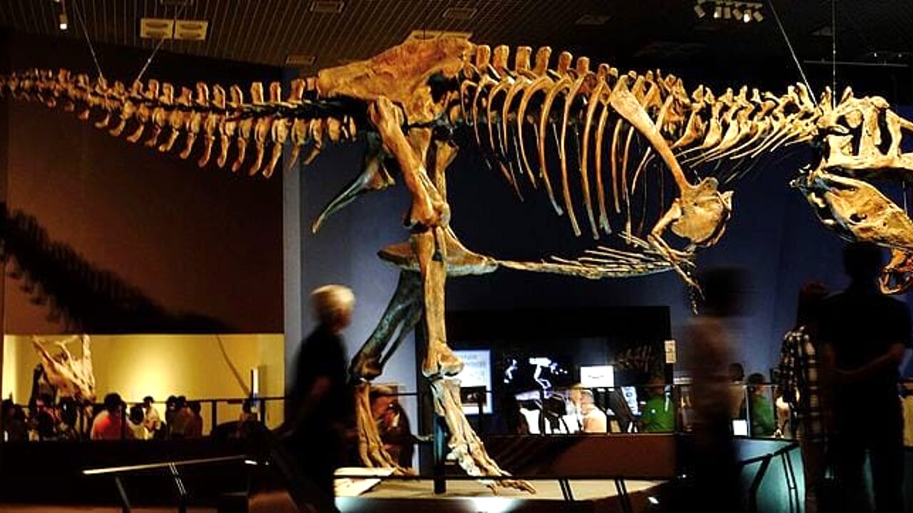 Maybe T. Rexes were even bigger than we thought