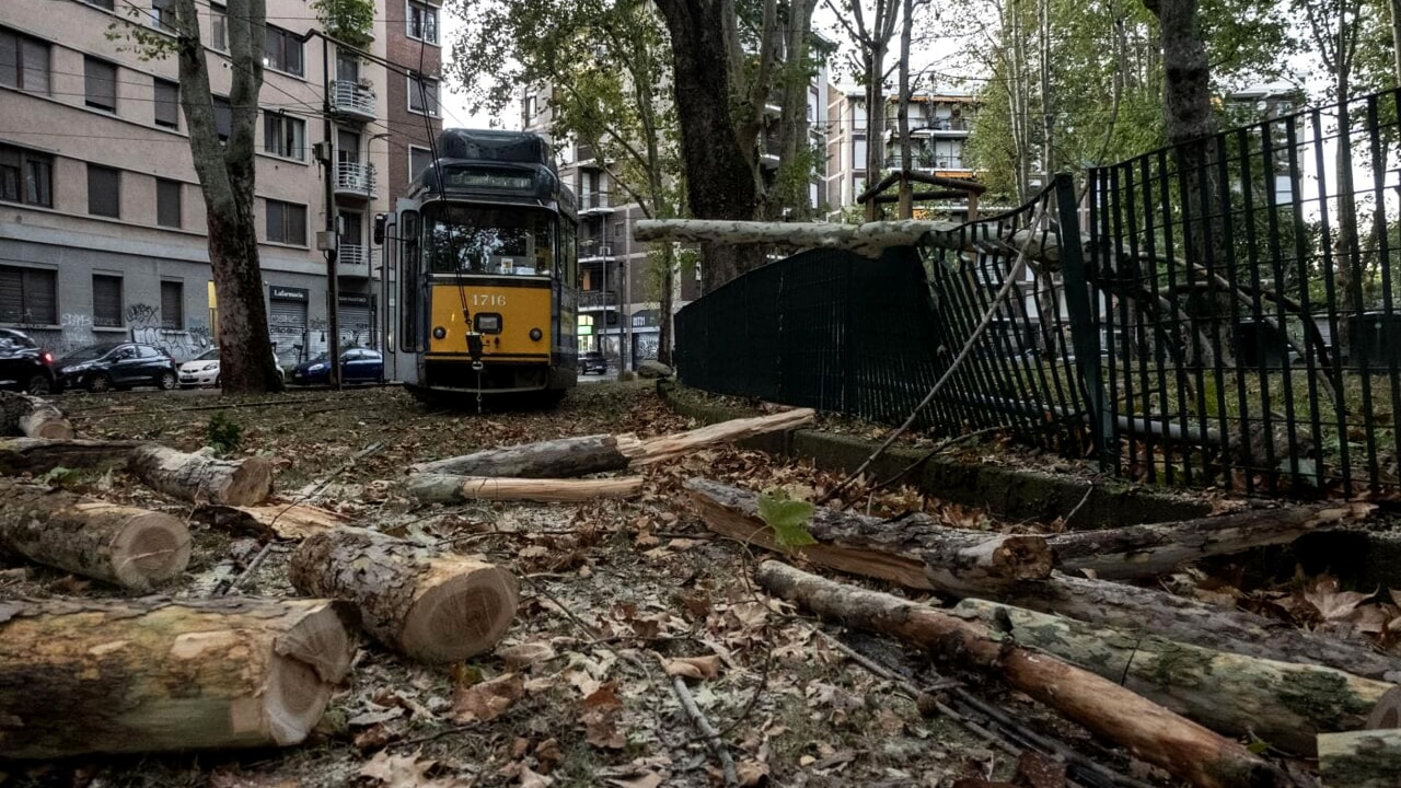 We're Planting the Wrong Trees in Cities: "Asthma and Bronchitis Boom"