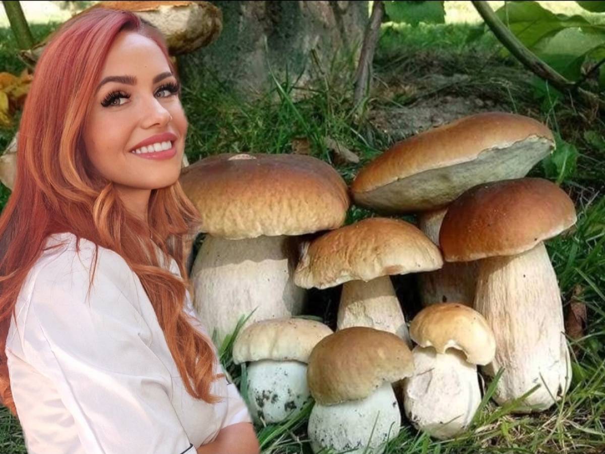 Mushrooms, treasure and mystery of our cuisine