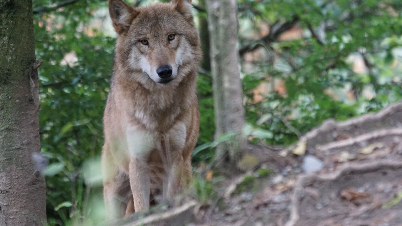 The Return of Wolf Hunting