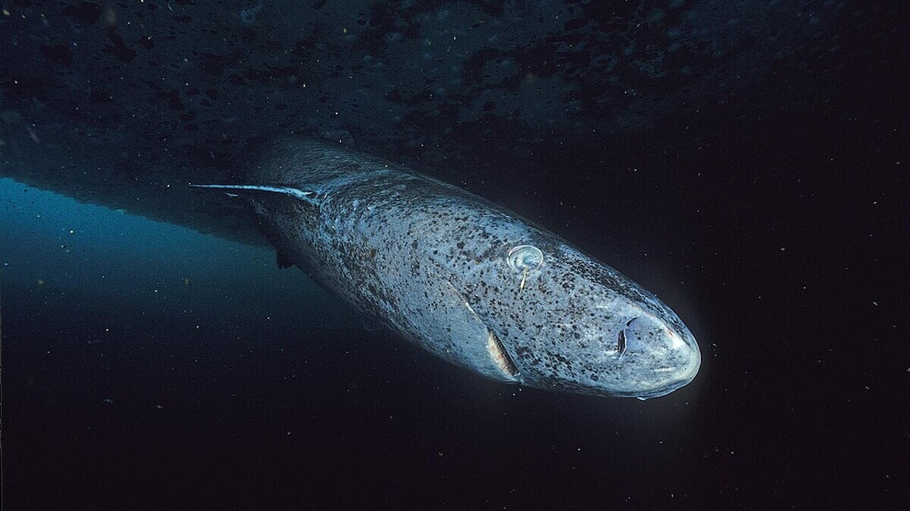 The Secret of Longevity in the DNA of the Shark That Lives Up to 400 Years