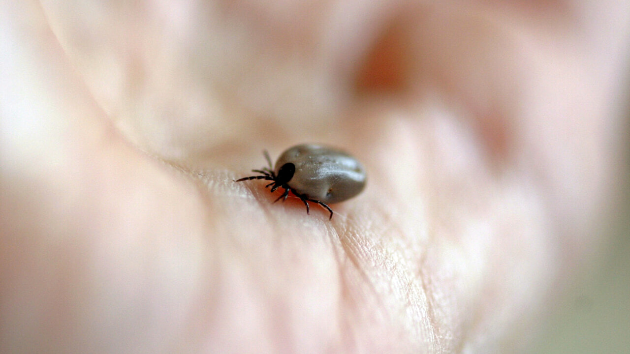 What is Wetland, the Tick-Borne Virus That Affects the Brain