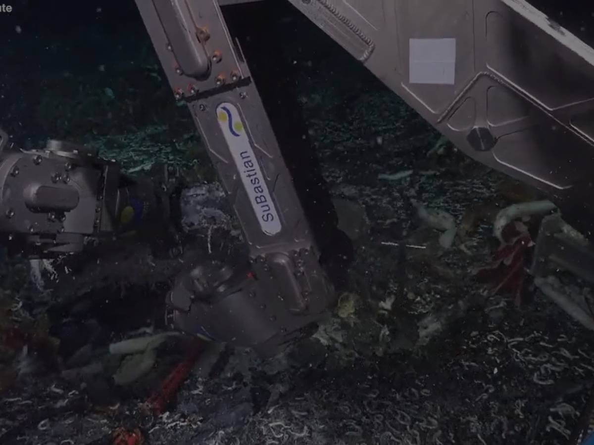 Giant tube worms and molluscs: the discovery at the bottom of the sea