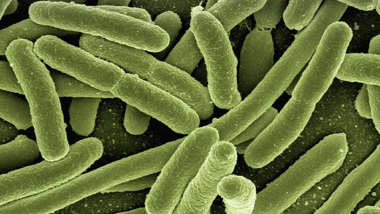 Diabetes could be the fault of a bacterium: "It triggers it among young people"
