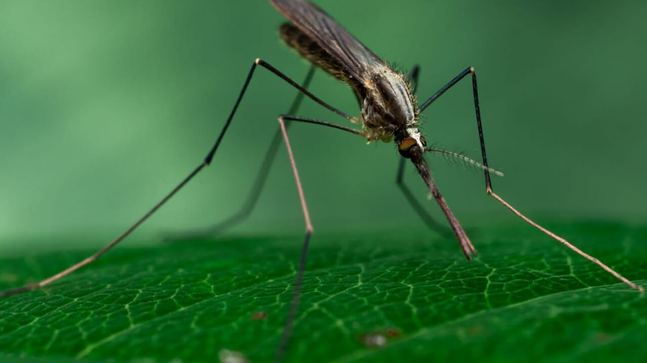 after the Verona case, do we risk the return of malaria?