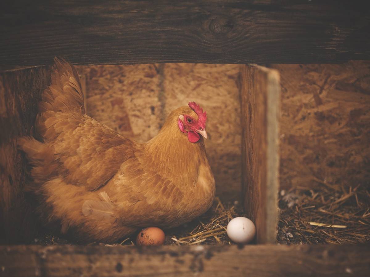 Which came first, the chicken or the egg? Science solves (finally) the mystery as old as man