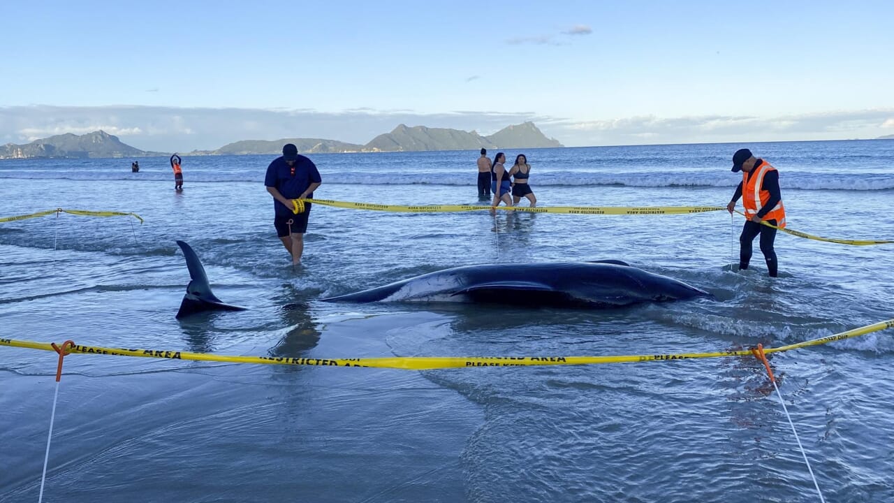 Dozens of whales beach themselves, a race against time to save them
