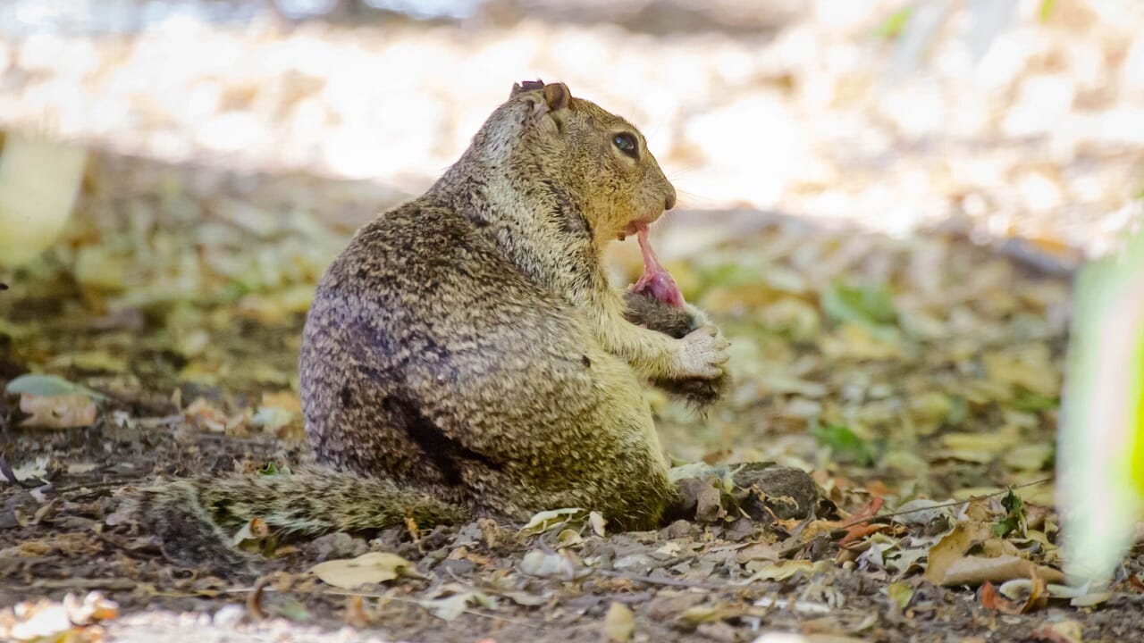 The secret life of squirrels: when necessary they become carnivores