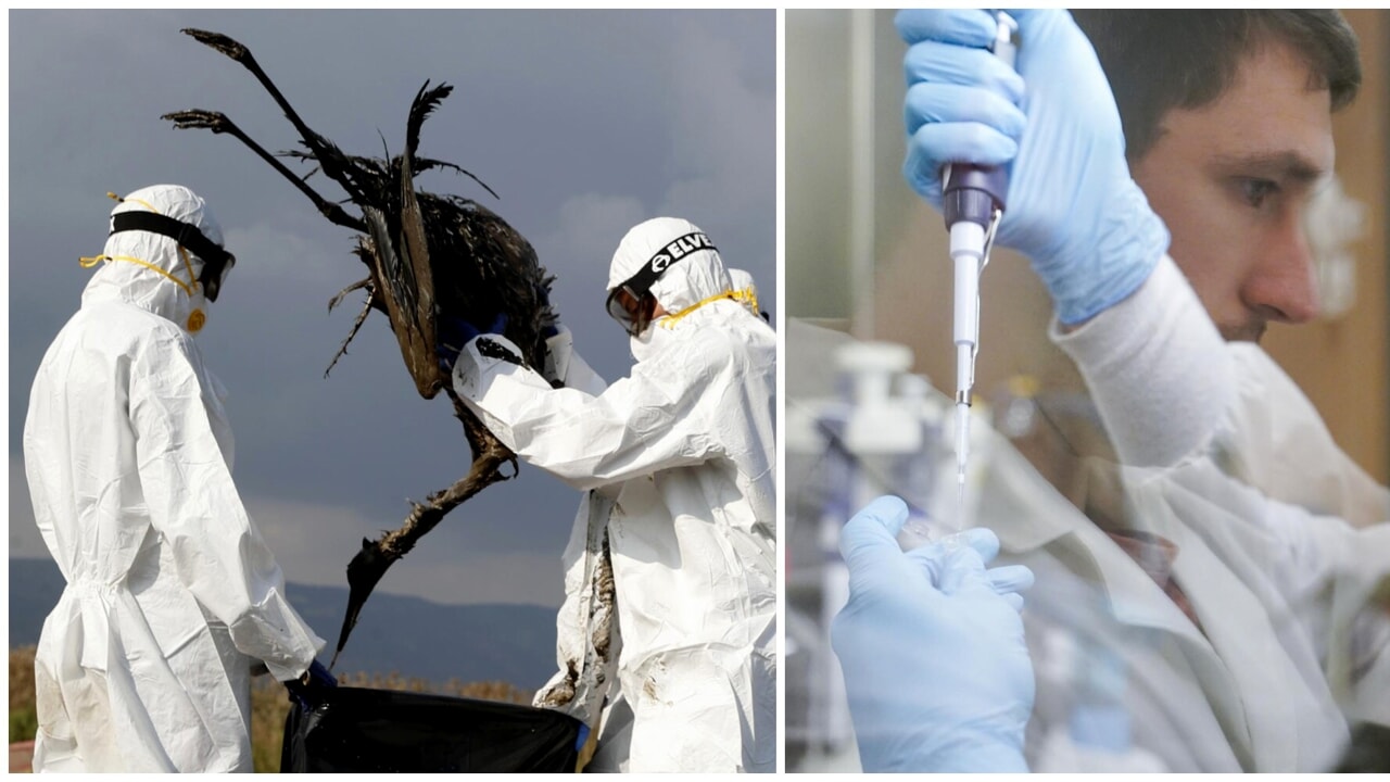 One step away from the new pandemic: the avian virus with a single mutation will adapt to humans