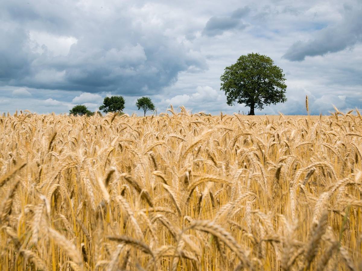 A Tough Supergrain Can Save the World (Thanks to AI)