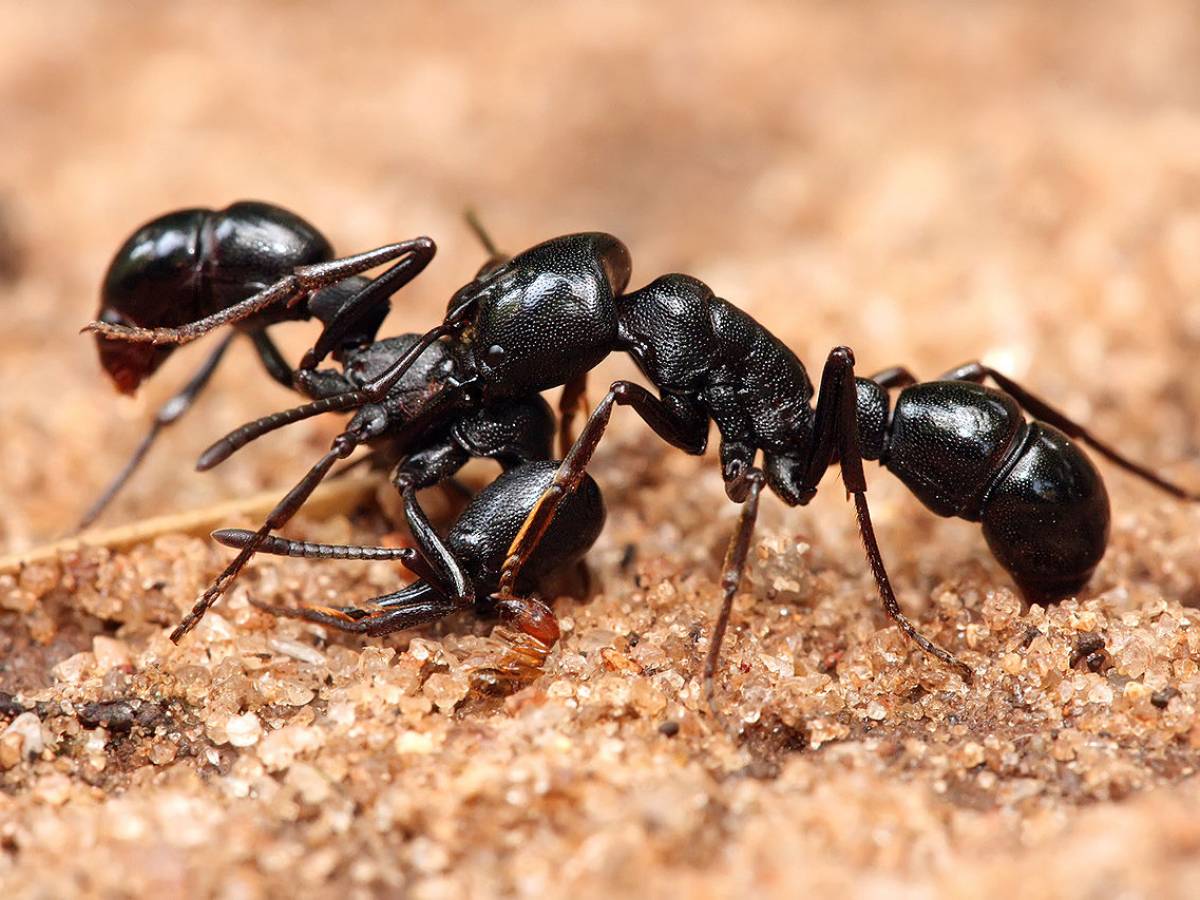 Even ants take revenge in their own small way