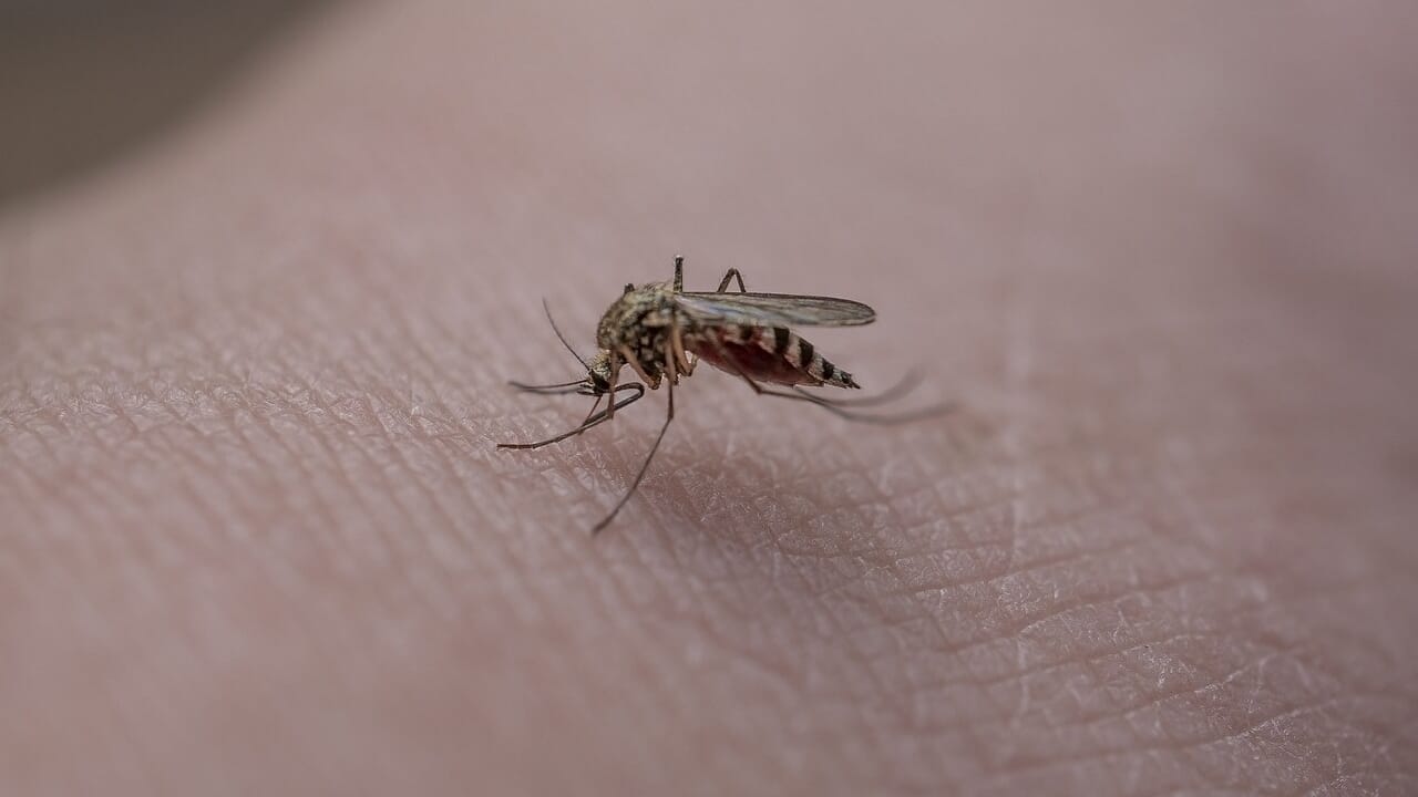 If you attract mosquitoes it could be the fault of a virus