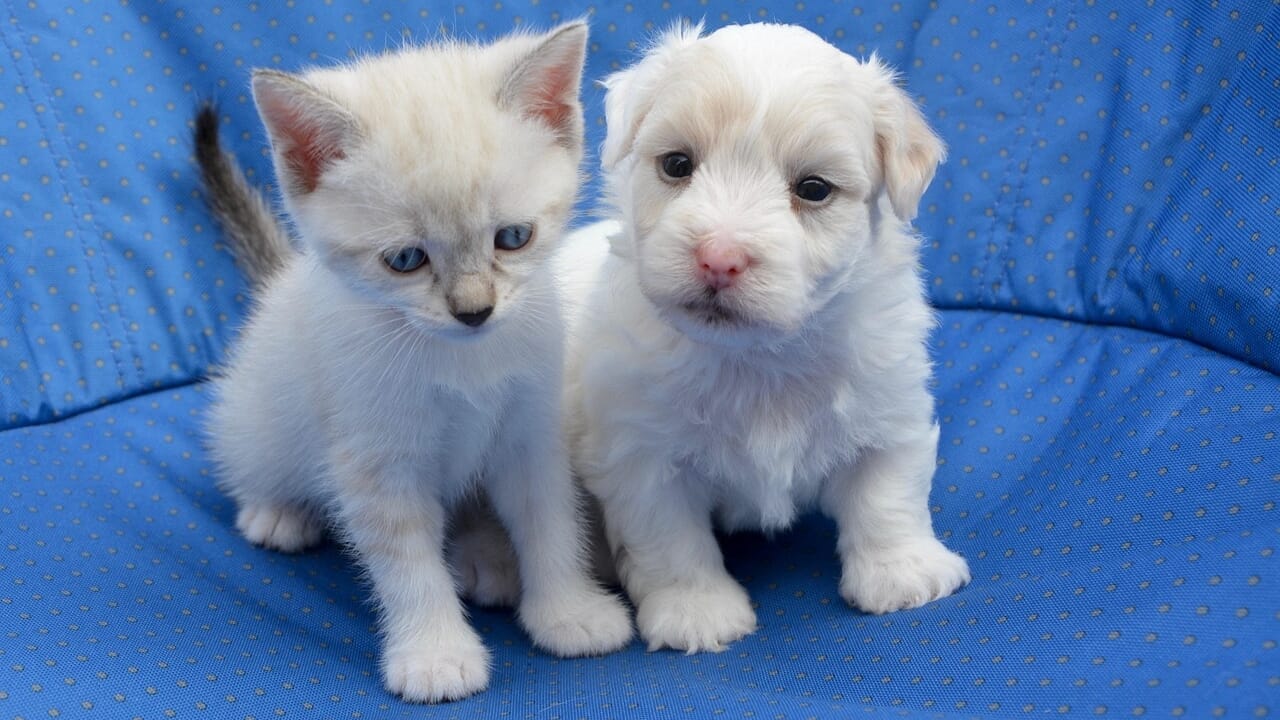 New fashions: how much how the dog or cat costs
