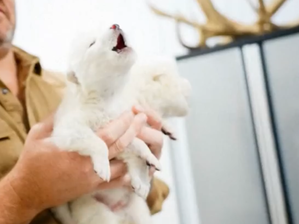 The metalpo has returned: so the scientists brought an extinct wolf to life 10,000 years ago