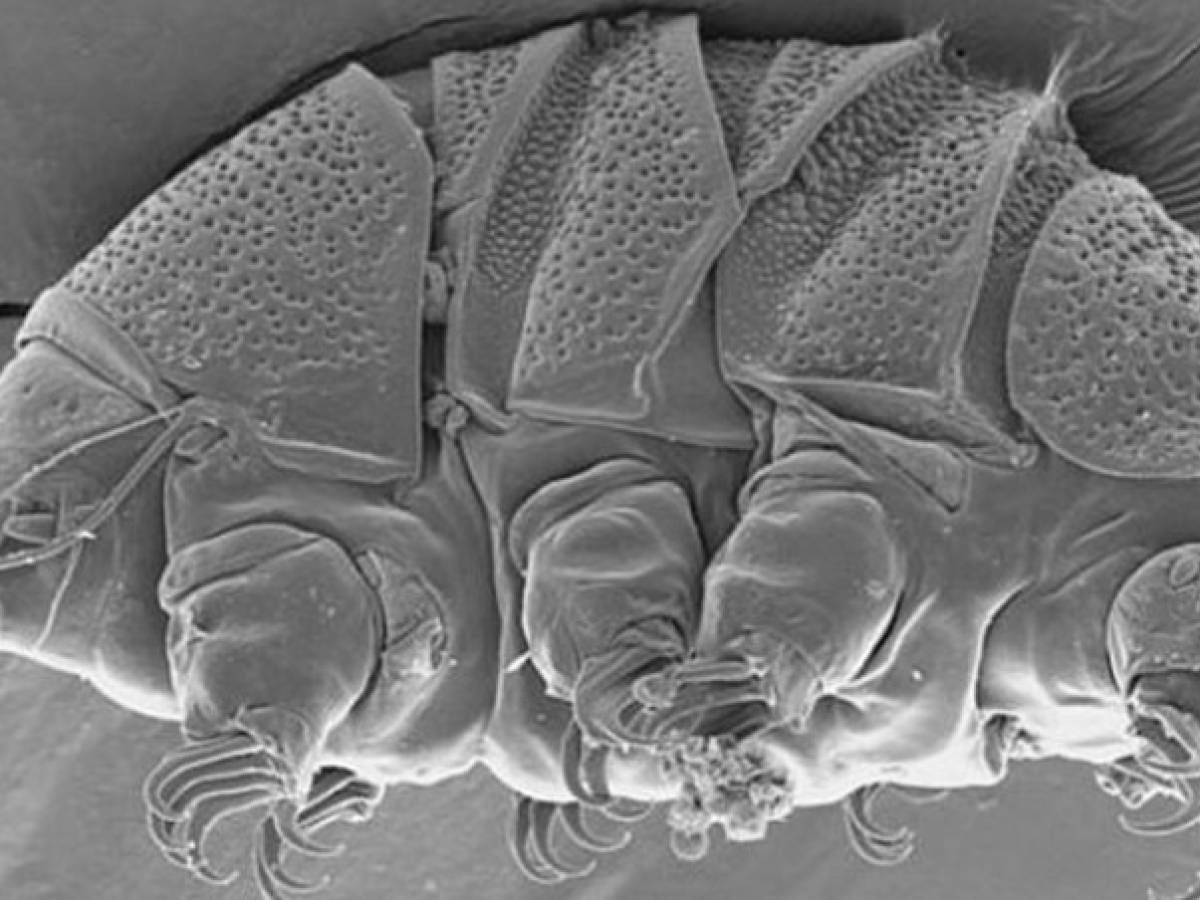 The tattooed Tardigradi will make us live longer. That's why
