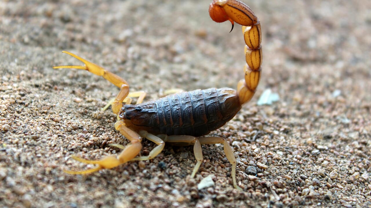 Scorpions invade Brazil: 250% increased bites