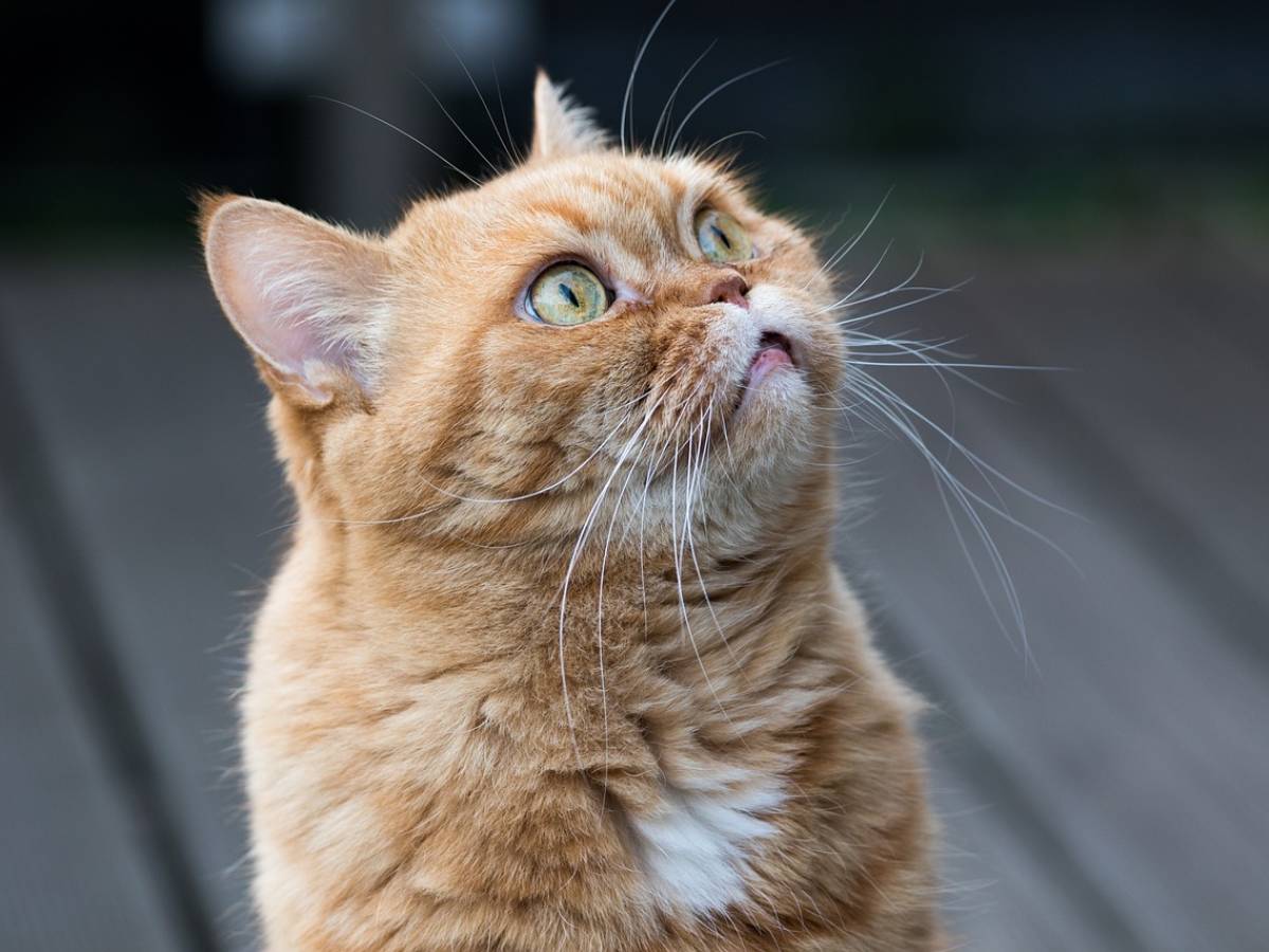 Because female red cats are (almost) nowhere to be found: the discovery of scientists