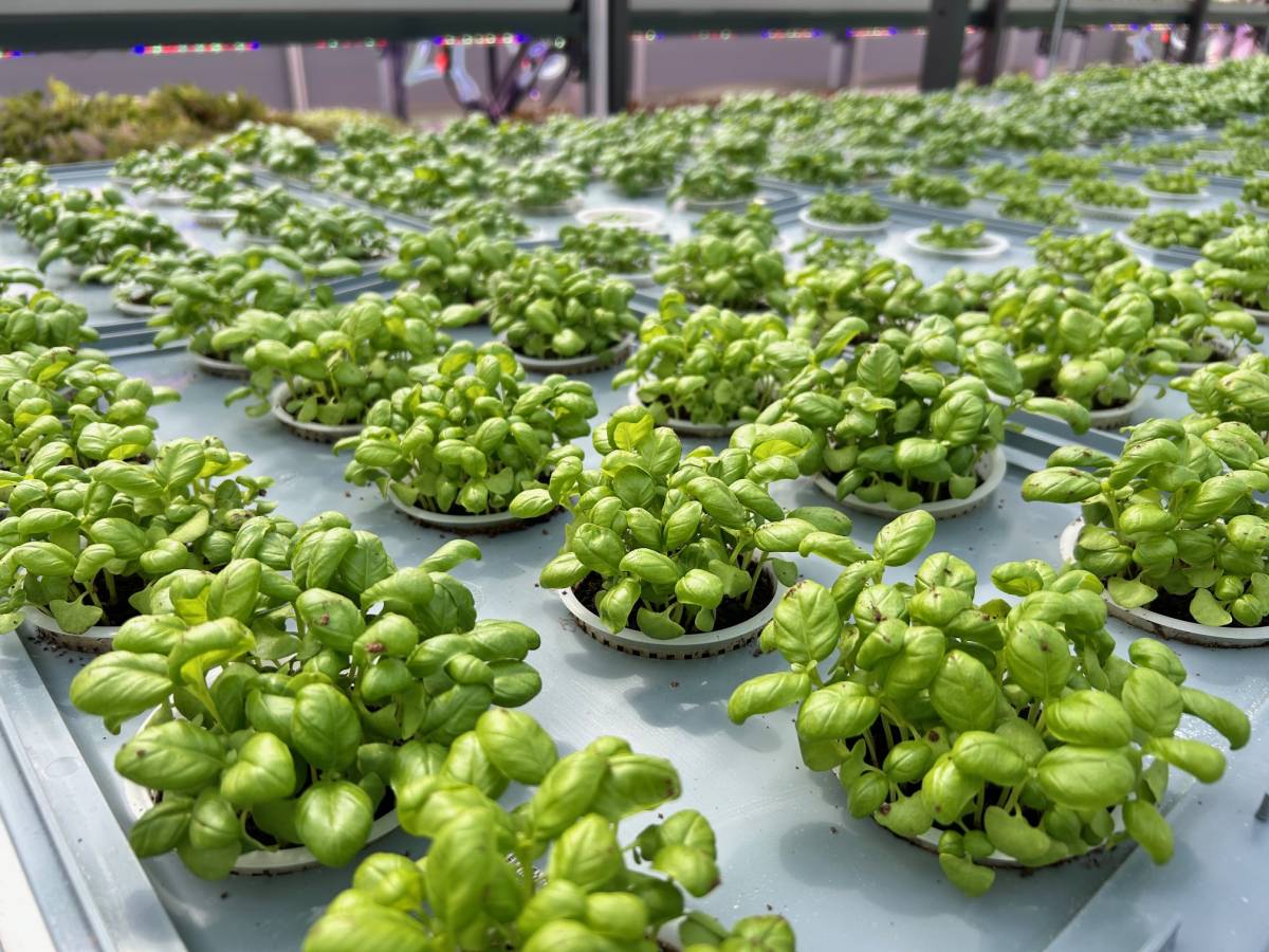 In Eni the lunch break is sustainable thanks to the Aeroponic greenhouse