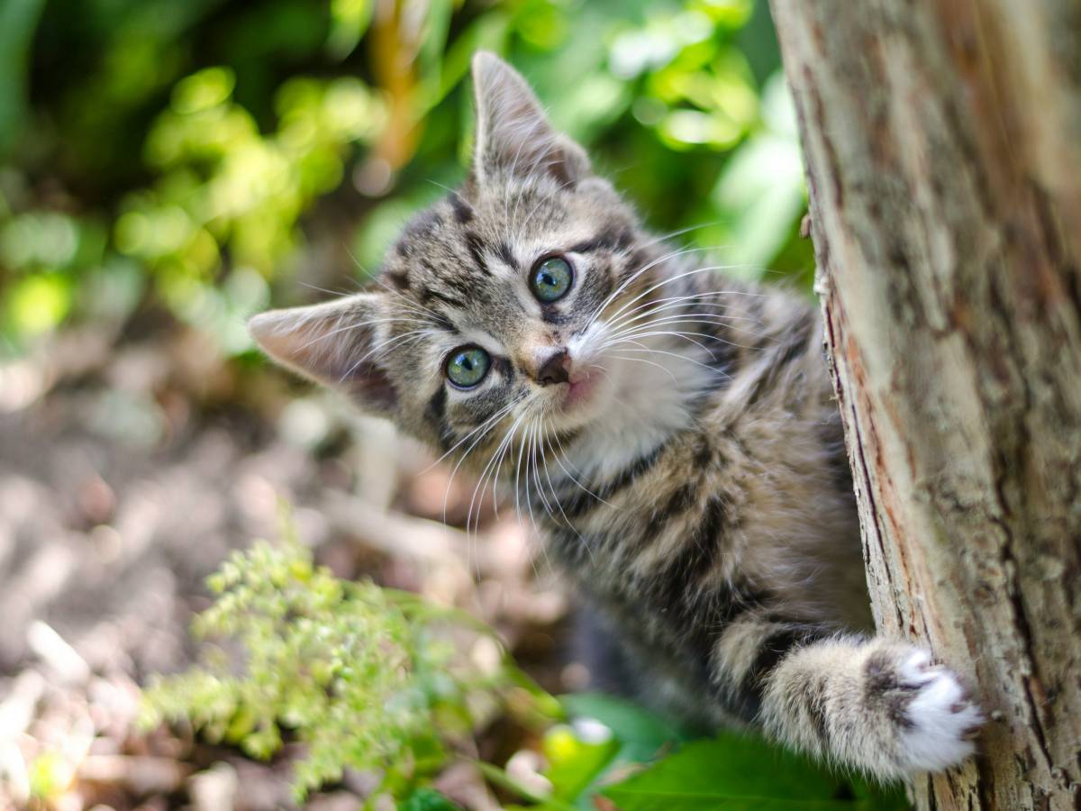 Saving the animals is to save yourself