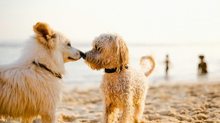 Artificial intelligence can understand if the verses of an animal express joy or fear