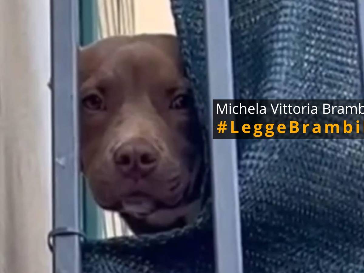 Death of Pitbull Diego: new images reveal the mistreatment suffered by the dog