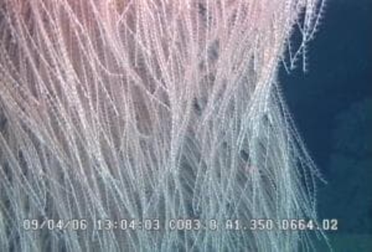 Iridogorgia chewbacca hand univesty Sutdio