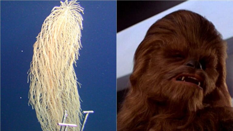 It's called Chewbecca (like the Star Wars character)