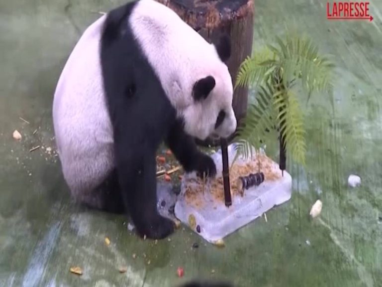 Video: the oldest panda in the world turns 21